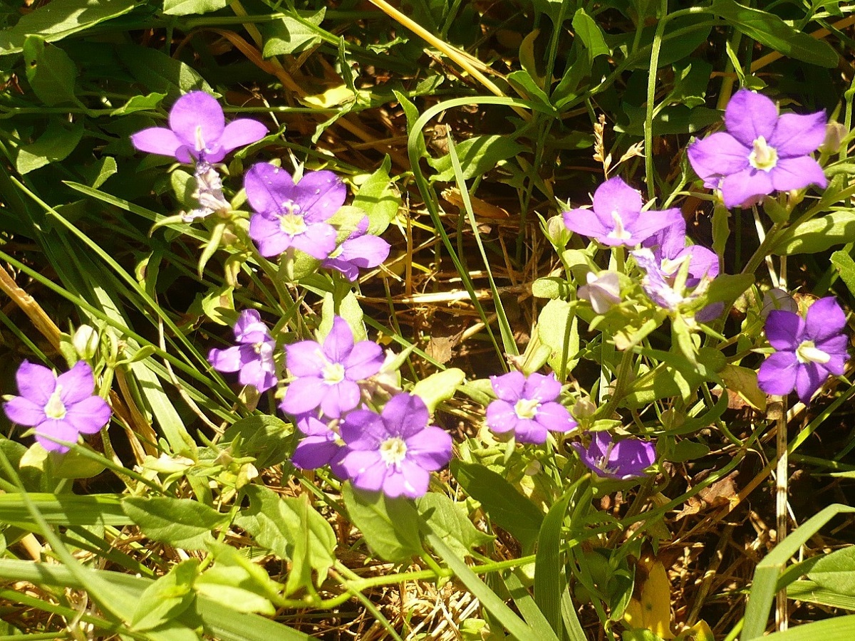 Legousia speculum-veneris (Campanulaceae)